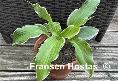 Hosta Dancing Hero